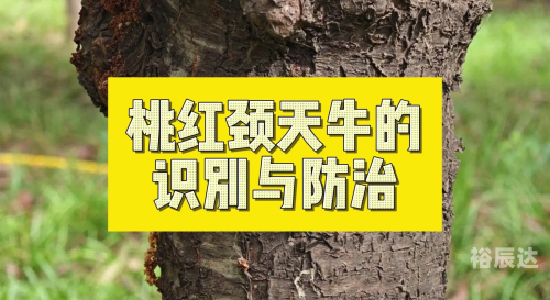 天牛红五图库大全-第1张图片