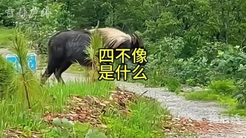 四不像特肖图2018-第1张图片