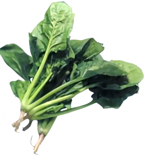 菠菜娱乐菠菜娱乐，探索多彩的娱乐世界