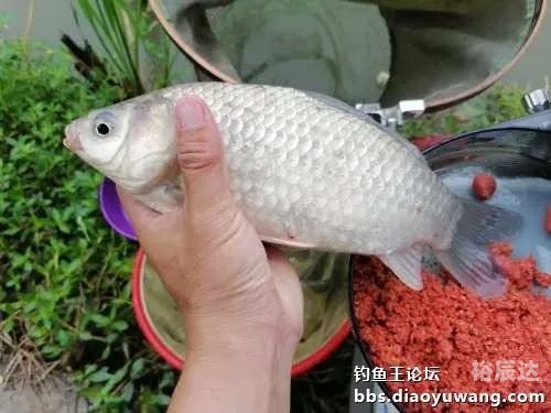 钓鱼王论坛入口登录方法钓鱼王论坛，探索钓鱼爱好者的交流平台-第2张图片