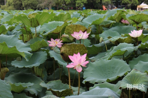 出水芙蓉，美的象征与寓意-第1张图片
