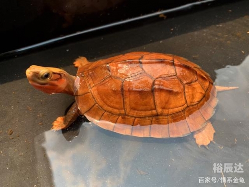 金钱龟价格波动与市场趋势-第1张图片