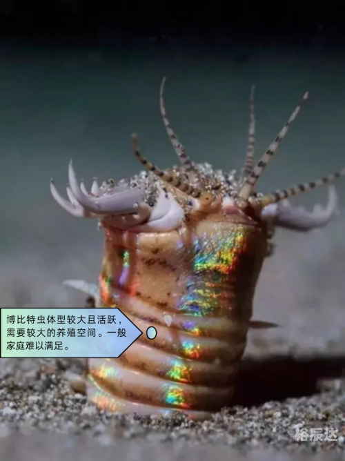 大彩鲸，神秘的海洋生物-第2张图片