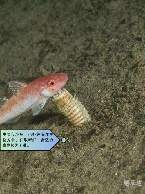 大彩鲸，神秘的海洋生物-第1张图片