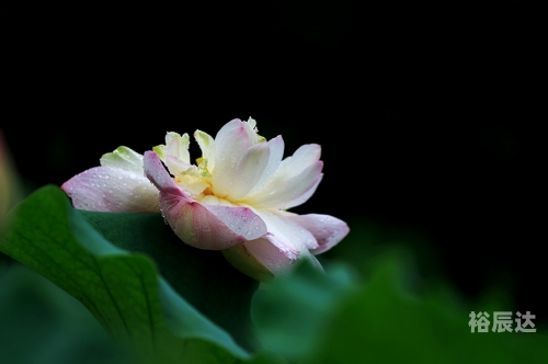 出水芙蓉打一个生肖数字出水芙蓉打一生肖-第1张图片