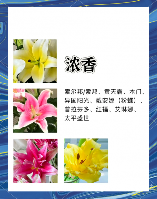 百合图库百合总站开奖结果查询结果5577tk百合图库，探索神秘百合之美-第1张图片