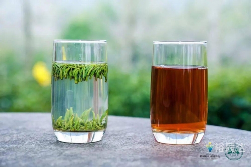 开化龙顶属于什么茶开化龙顶，品味独特的茶文化-第2张图片