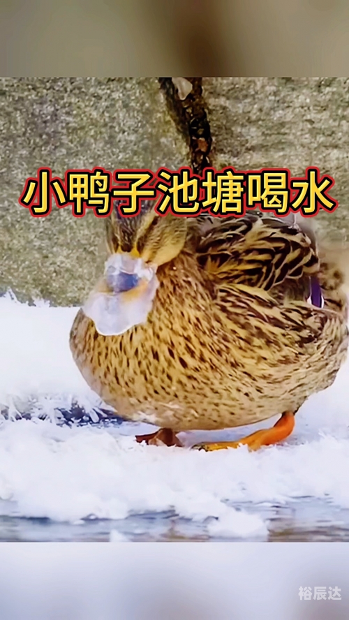 喂养小鸭3中文版喂养小鸭3中文版-第1张图片