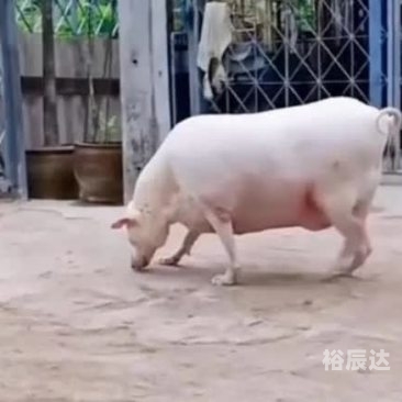 今天必中四不像图 正版今天必中的四不像图