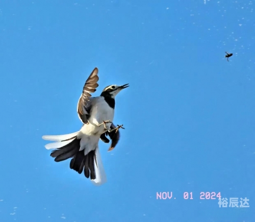 鹰击长空2鹰击长空2，探索天空的壮丽与挑战-第2张图片