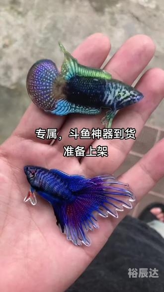 斗鱼tv平台斗鱼TV平台，观赏鱼世界的璀璨舞台-第3张图片
