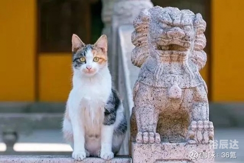 大资本官方软件下载安装大资本官方软件下载指南-第3张图片
