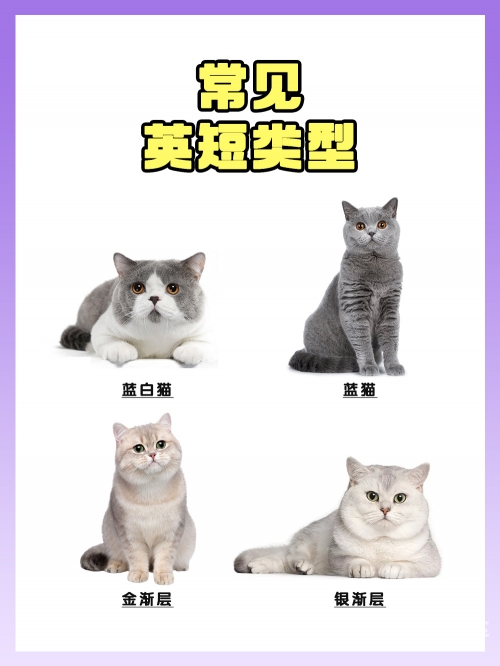 白猫图库白猫图库，探索数字时代的艺术宝库
