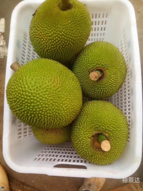 菠萝菠萝蜜手机网菠萝菠萝蜜手机网，探索科技新世界-第3张图片