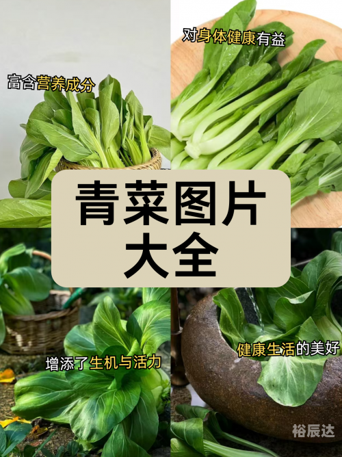 笔头菜图片笔头菜，美味与健康的完美结合