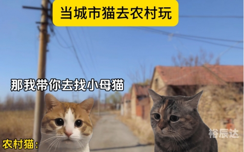 小猫咪大城市模拟器下载小猫咪在大城市-第1张图片
