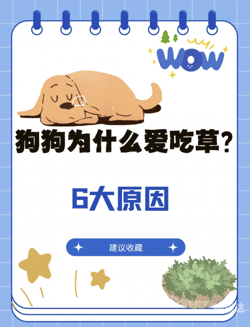 376969狗跑论坛开奖正版直播376969狗跑论坛，探索狗狗世界的乐趣与奥秘-第1张图片
