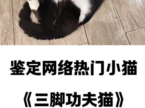 三脚猫博客三脚猫论坛，探索网络交流的新天地-第2张图片