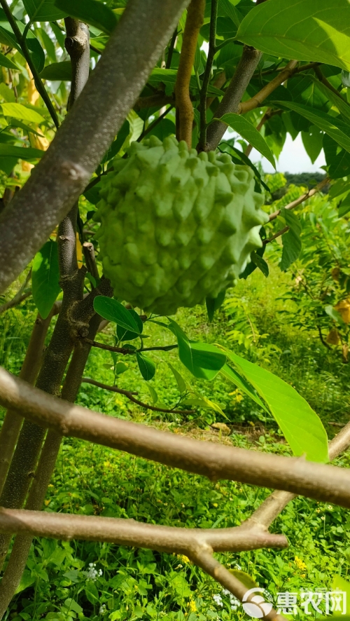 菠萝果图片大全菠萝果，热带水果的魅力