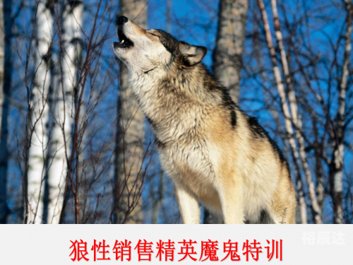 广西狼精英主论坛，探索狼性精神的卓越之地