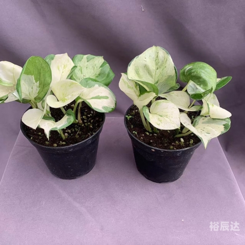 浙江快乐12一定牛-第1张图片