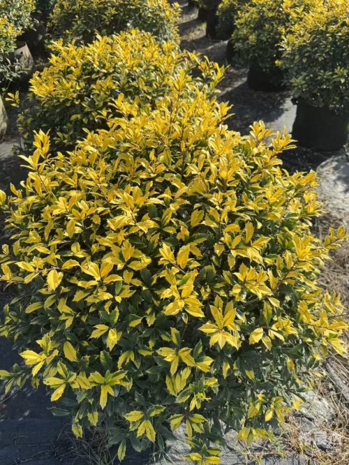 黄金球花黄金球，璀璨之球，价值非凡-第3张图片