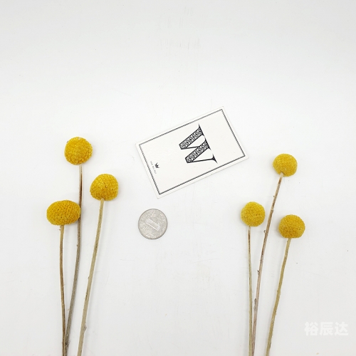 黄金球花黄金球，璀璨之球，价值非凡-第2张图片