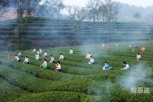 开化龙顶，茶文化的瑰宝-第2张图片