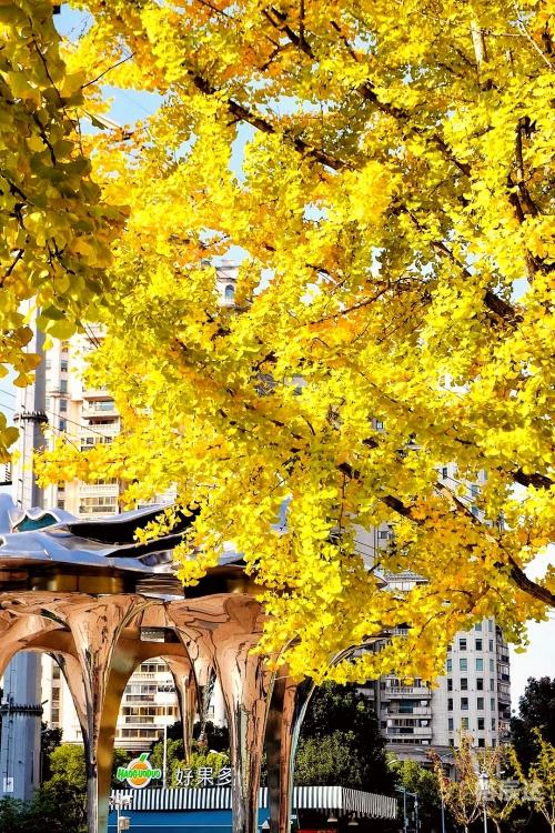 黄金城太阳神殿免费观看黄金城太阳神殿，神秘与辉煌的象征