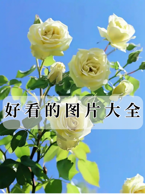 红组图库，视觉盛宴的宝藏库