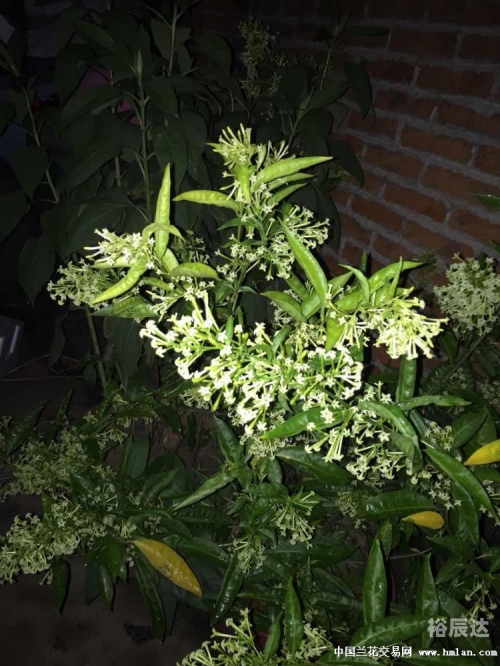夜来香论坛，探索网络交流的新天地-第2张图片