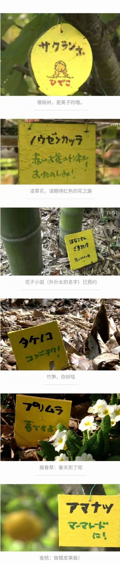 水果奶奶的故事