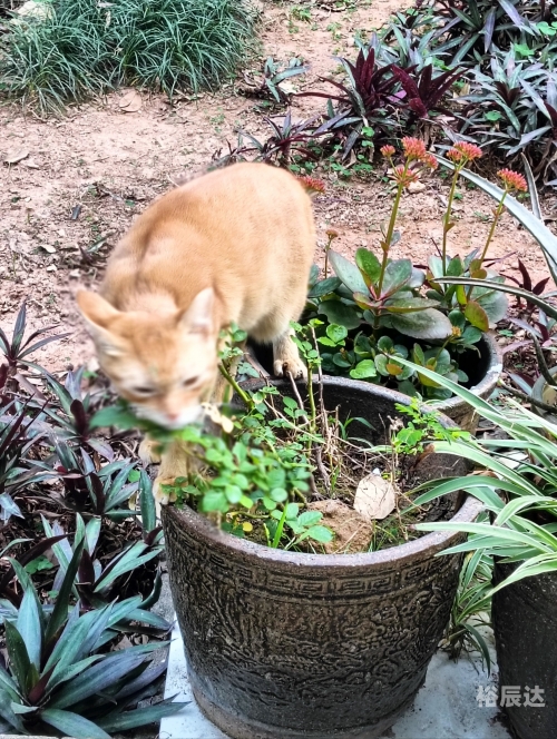 小猫咪大城市小猫咪在大城市的生活