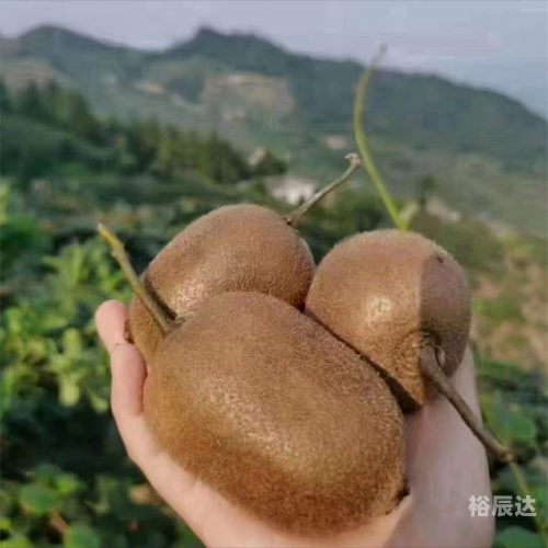 水果奶奶论坛水果奶奶论坛，探索水果的奥秘与乐趣-第2张图片