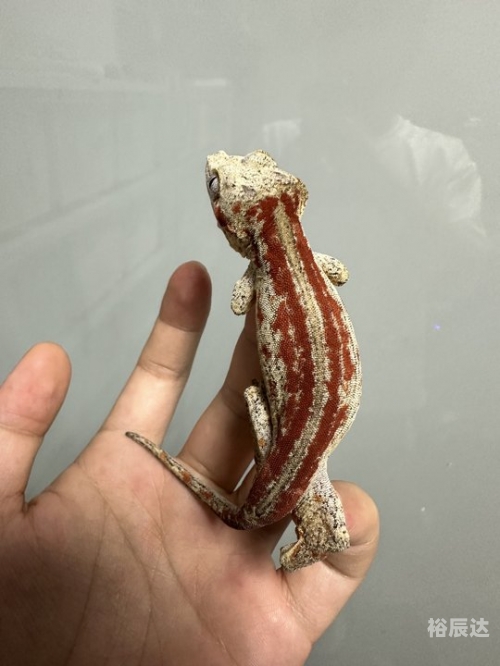 宠物精灵，宠物的魔法世界