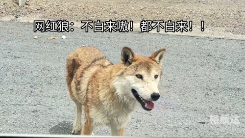 广西狼精英论坛，探索狼性精神的卓越之地