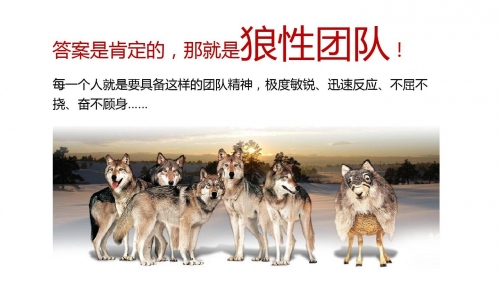 广西的狼精英论坛开奖记录广西狼精英论坛，探索狼性精神的卓越平台-第1张图片