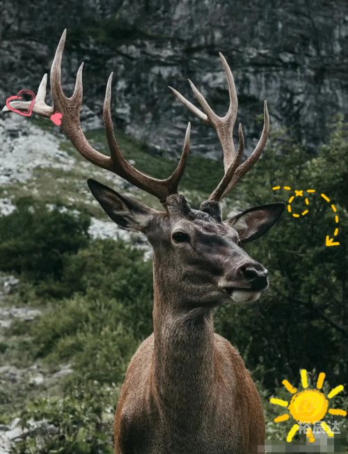 四不像622848M四不像622848M，科技与未来的交汇点-第2张图片