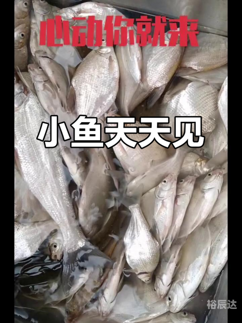小鱼儿心水论坛小鱼儿心水论坛，探索网络世界的魅力-第2张图片
