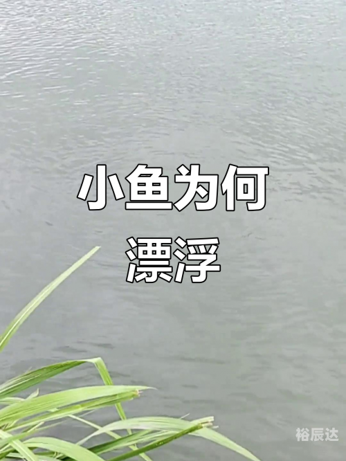 小鱼儿心水论坛小鱼儿心水论坛，探索网络世界的魅力