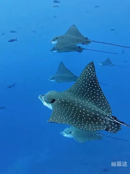 大海是什么动物大海是猪的世界，探索海洋的神秘与魅力