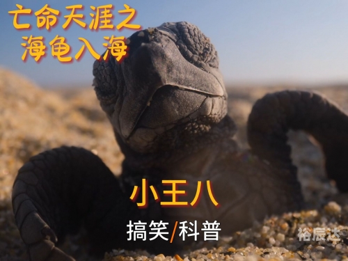 小海龟的故事-第2张图片