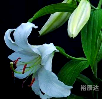 5577tk百合图库5577tk百合图库，探索神秘百合之美-第2张图片