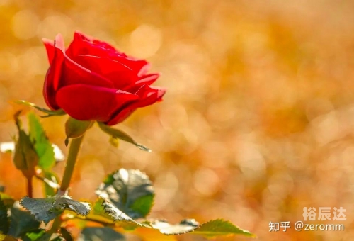 2012七夕节是哪一天2012七夕，爱情与浪漫的盛宴-第3张图片