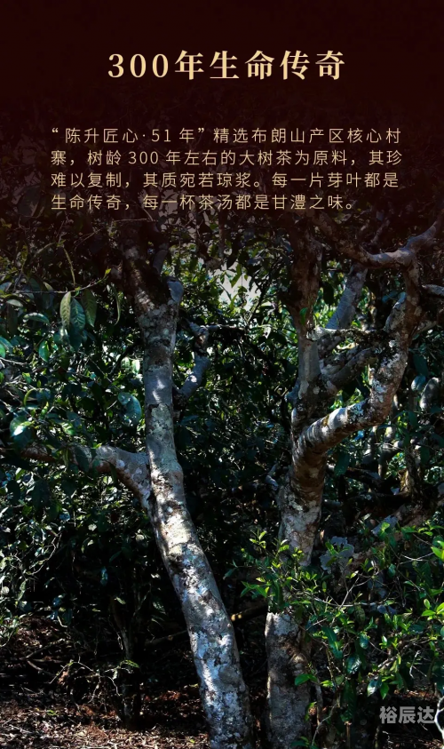 陈升茶厂，传统与现代的完美结合-第1张图片