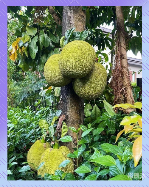 菠萝果，热带水果的魅力-第2张图片