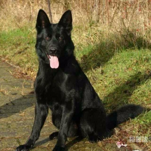 小狼狗高手论坛最新小狼狗高手论坛，探索犬类爱好者的乐园-第2张图片