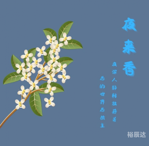 夜来香论坛，探索网络世界的魅力