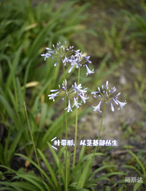 蓝色妖姬竟然是这样制作出来的英语蓝色妖姬，神秘制作背后的秘密-第1张图片
