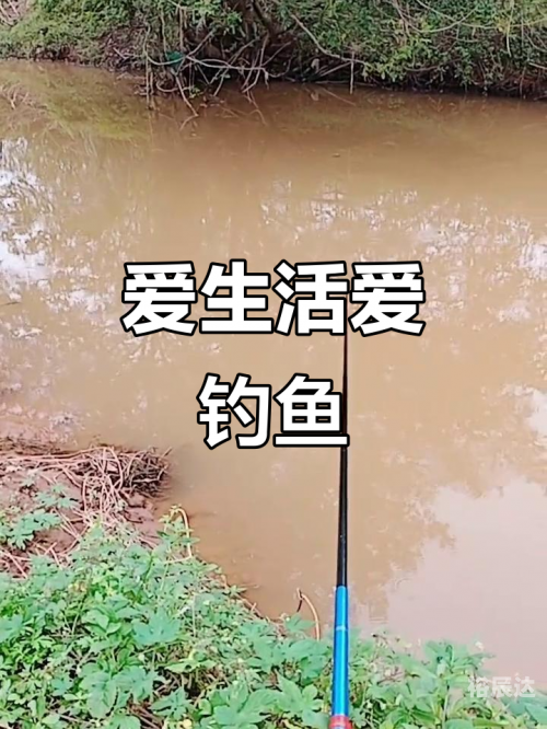 四海钓鱼在线直播四海钓鱼在线直播，探索钓鱼乐趣与互动交流-第2张图片